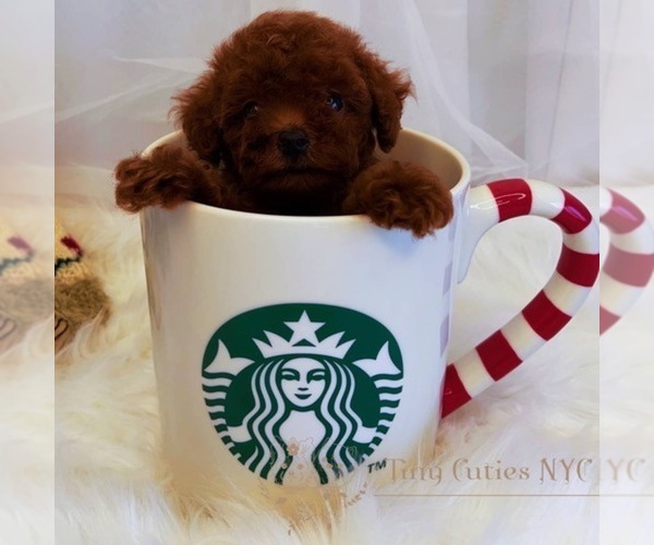 Medium Photo #1 Poodle (Miniature) Puppy For Sale in ASTORIA, NY, USA