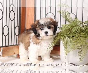 Zuchon Puppy for sale in NAPLES, FL, USA