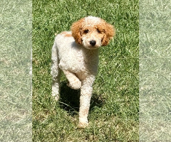 Medium Photo #4 Poodle (Miniature) Puppy For Sale in Lee's Summit, MO, USA