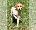 Small #3 Poodle (Miniature)