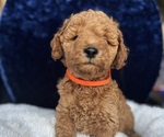 Small #2 Goldendoodle (Miniature)