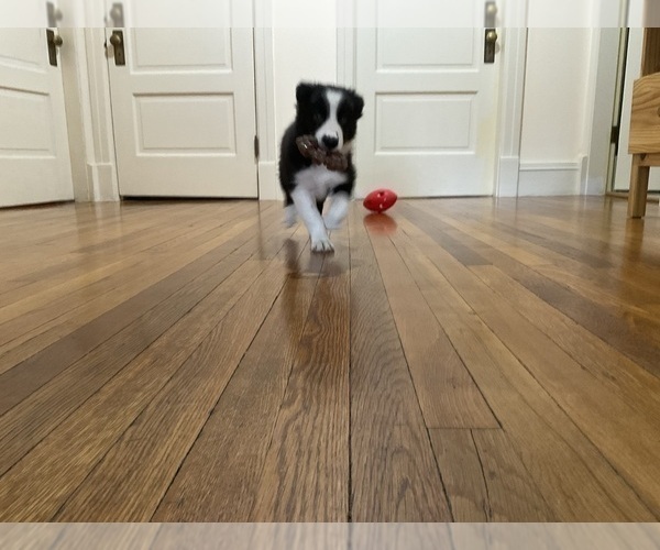 Medium Photo #3 Border Collie Puppy For Sale in KANSAS CITY, MO, USA