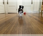 Small #2 Border Collie