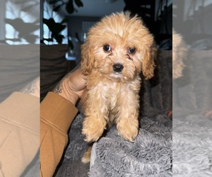 Cavapoo Puppy for sale in JOHNSTON, RI, USA