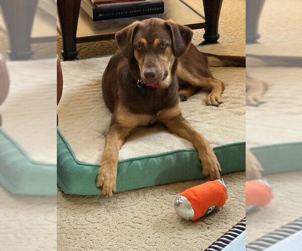 Medium Photo #3 Labrador Retriever-Unknown Mix Puppy For Sale in Genesee, WI, USA