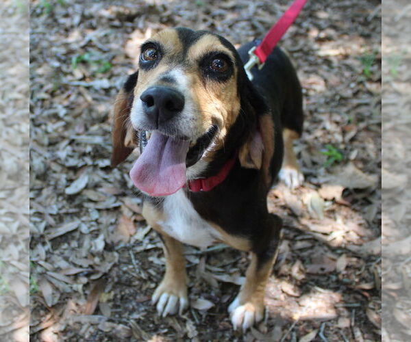Medium Photo #6 Beagle Puppy For Sale in Dunnellon, FL, USA