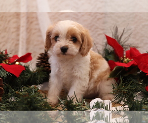 Cavapoo Puppy for sale in WEST SALEM, OH, USA
