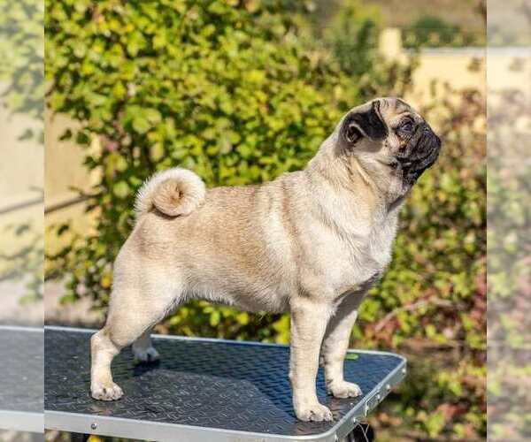 Medium Photo #1 Pug Puppy For Sale in West Carleton, Ontario, Canada