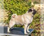Small Photo #1 Pug Puppy For Sale in West Carleton, Ontario, Canada