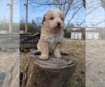 Small #10 Aussiedoodle Miniature 