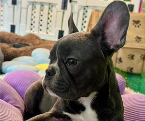 French Bulldog Puppy for sale in CLEARWATER, FL, USA