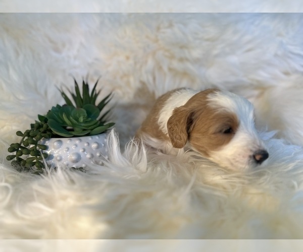 Medium Photo #11 F2 Aussiedoodle-Irish Doodle Mix Puppy For Sale in SACRAMENTO, CA, USA