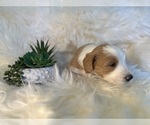 Small Photo #11 F2 Aussiedoodle-Irish Doodle Mix Puppy For Sale in SACRAMENTO, CA, USA