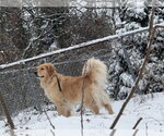 Small #2 Golden Retriever