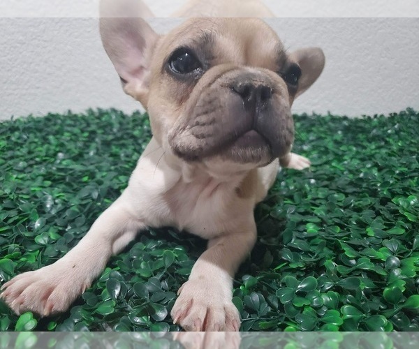 Medium Photo #6 French Bulldog Puppy For Sale in NORTH LAS VEGAS, NV, USA