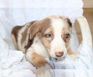 Border Collie-Hangin Tree Cowdog Mix Puppy for sale in SHILOH, OH, USA