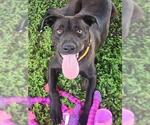 Small Photo #3 Labrador Retriever-Unknown Mix Puppy For Sale in Corpus Christi, TX, USA