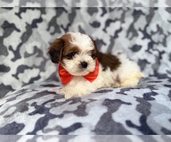 Medium Photo #5 ShihPoo Puppy For Sale in LAKELAND, FL, USA