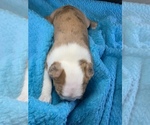 Small #3 Boston Terrier
