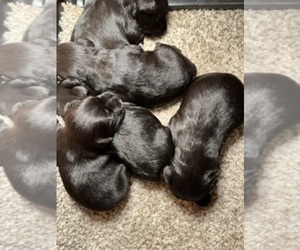 Schnauzer (Miniature) Puppy for sale in FT WAYNE, IN, USA