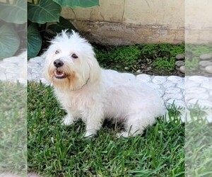 Maltese Dog for Adoption in SAN FRANCISCO, California USA