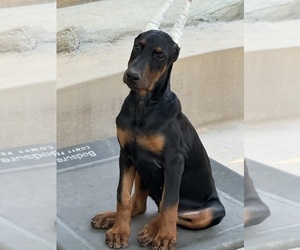 Doberman Pinscher Puppy for sale in PALMDALE, CA, USA