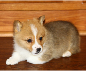 Pembroke Welsh Corgi Puppy for sale in SOLDIER GROVE, WI, USA