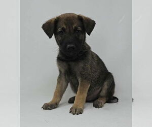 Labrador Retriever-Unknown Mix Dogs for adoption in Brewster, NY, USA