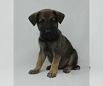 Small Labrador Retriever Mix