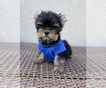 Small #5 Yorkshire Terrier