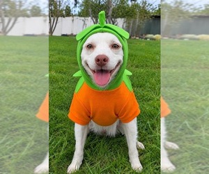 Ringo - Adopt Me! - Male Mutt Dog for Adoption - Photo #2