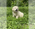 Small Golden Retriever