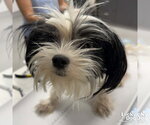 Small #3 Shih Tzu Mix