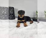 Small Photo #4 Rottweiler Puppy For Sale in FRANKLIN, IN, USA