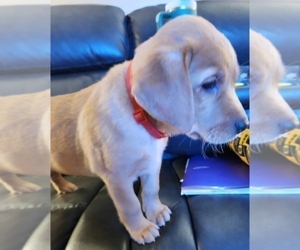 Medium Photo #76 Labrador Retriever Puppy For Sale in BUFFALO, NY, USA
