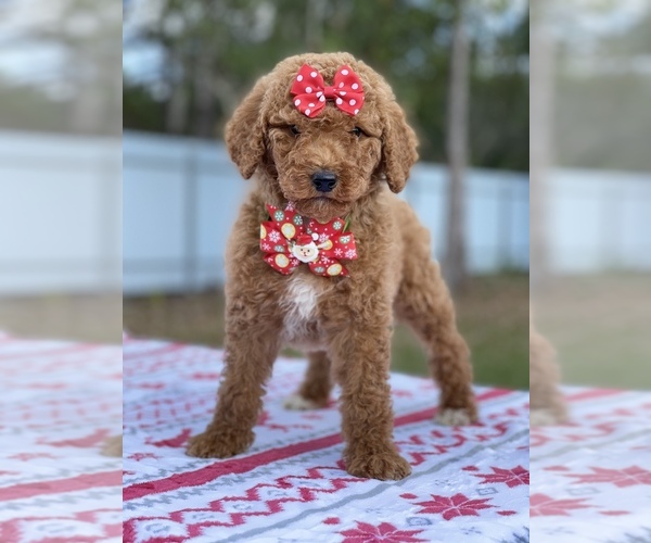 Medium Photo #2 Goldendoodle Puppy For Sale in FROSTPROOF, FL, USA