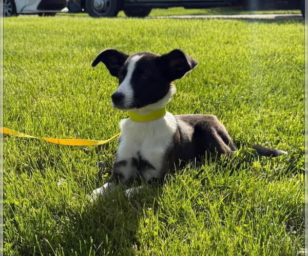 Medium Photo #2 Border Collie-Boxer Mix Puppy For Sale in Germantown, OH, USA