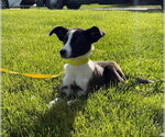 Small #1 Border Collie-Boxer Mix