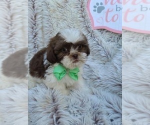 Zuchon Puppy for sale in INDIANAPOLIS, IN, USA