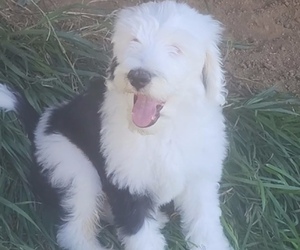 Sheepadoodle Puppy for Sale in CENTENNIAL, Colorado USA