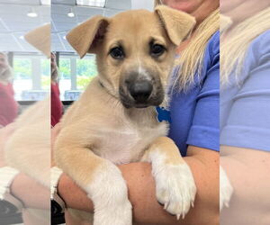 Mutt Dogs for adoption in Springdale, PA, USA