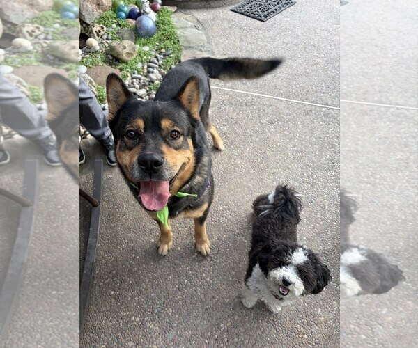 Medium Photo #3 Mutt Puppy For Sale in San Jose, CA, USA