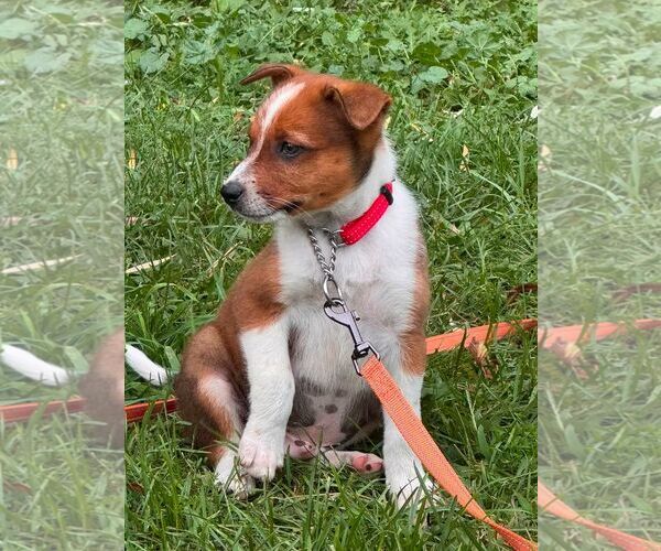 Medium Photo #2 Mutt Puppy For Sale in Sheboygan, WI, USA