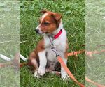 Small #1 Mutt