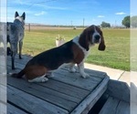 Small Photo #1 Basset Hound Puppy For Sale in TOPPENISH, WA, USA
