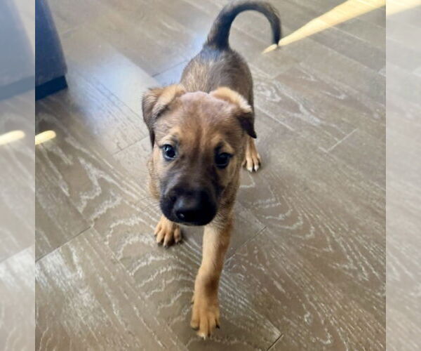 Medium Photo #6 Mutt Puppy For Sale in San Juan Capistrano, CA, USA