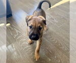 Small #5 Mutt