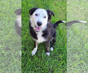 Medium Border Collie Mix