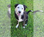 Small Border Collie Mix