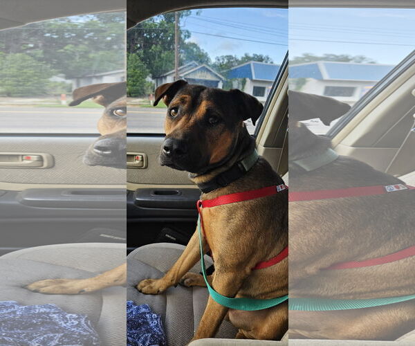 Medium Photo #1 Mutt Puppy For Sale in Ocoee, FL, USA